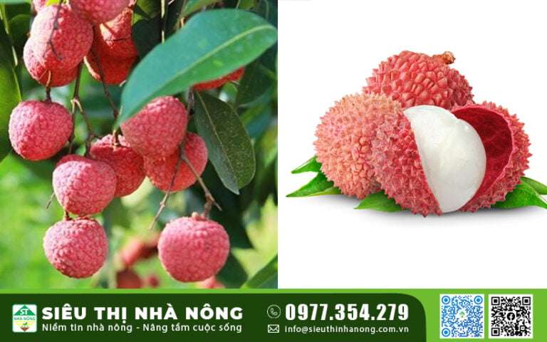 Cây giống Vải thiều