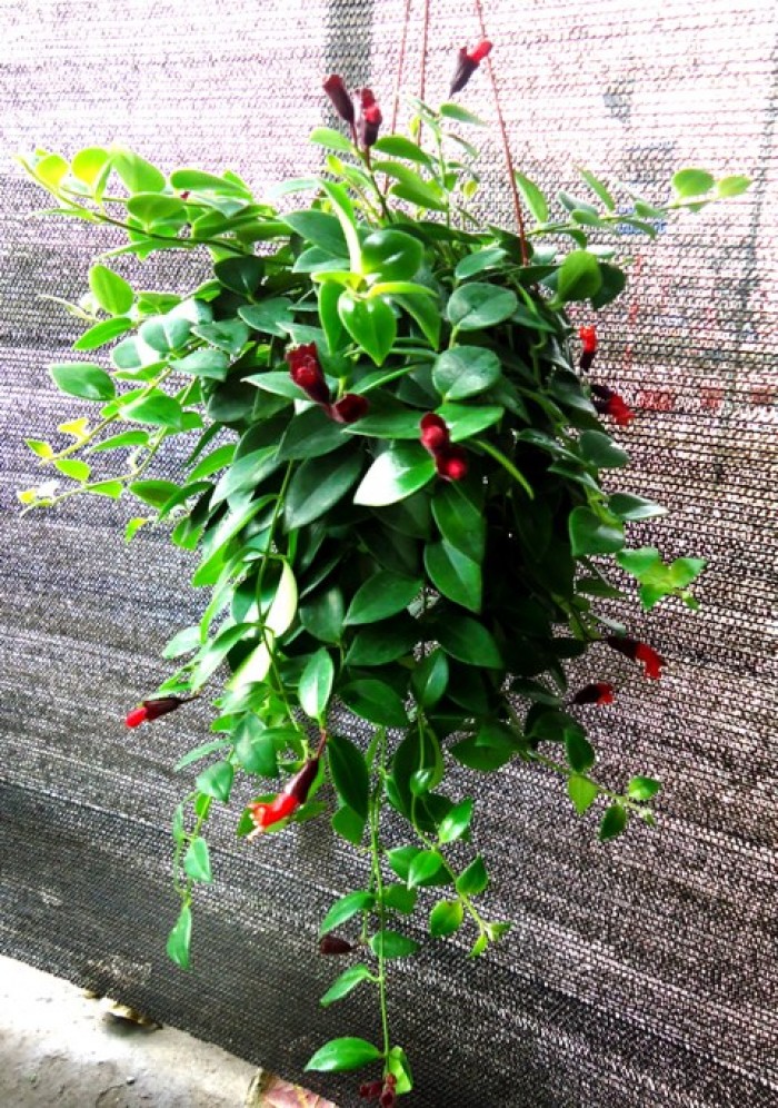 CÂY HOA SON MÔI - SIÊU THỊ NHÀ NÔNG