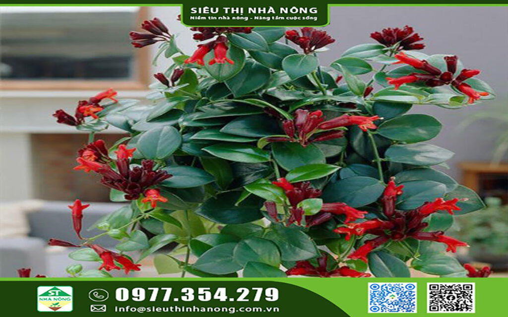 CÂY HOA SON MÔI - SIÊU THỊ NHÀ NÔNG