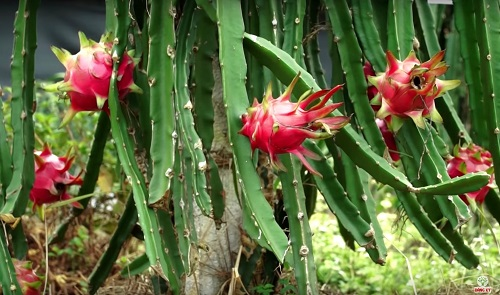 Giống Thanh long ruột đỏ