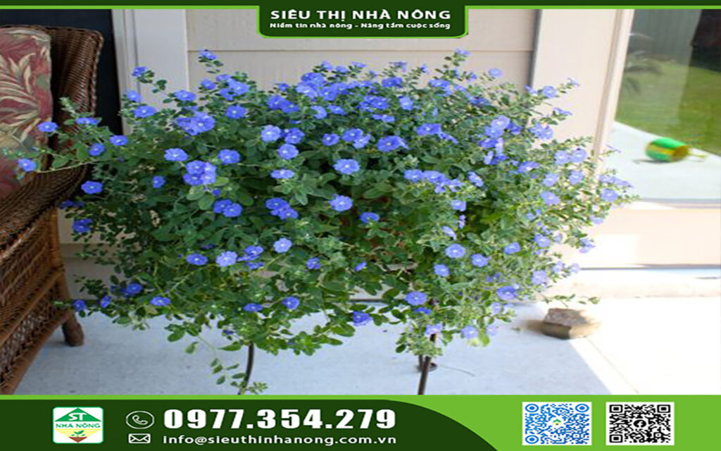 Cách trồng và chăm sóc hoa thanh tú tại nhà tuyệt đẹp
