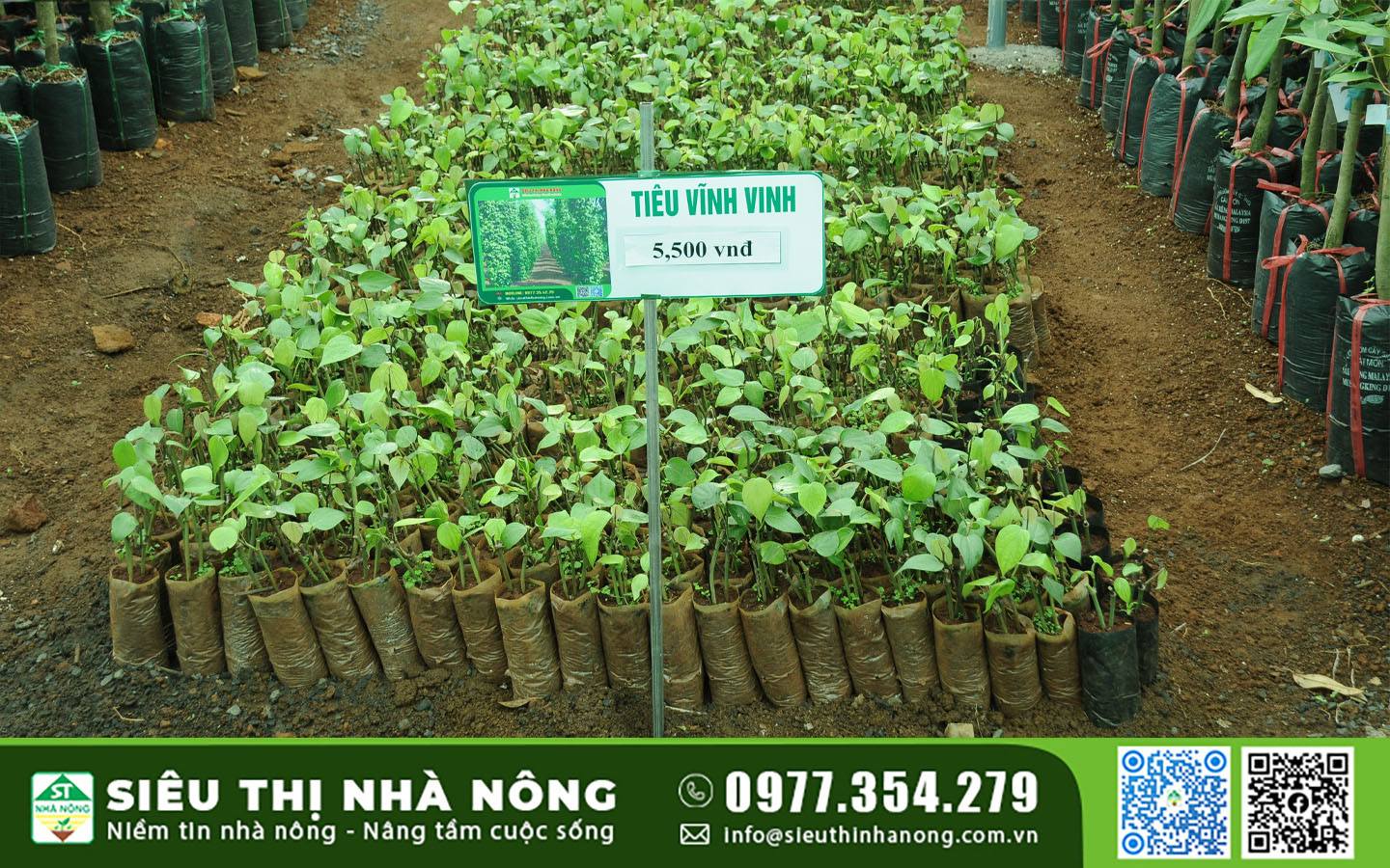 CUNG CẤP TIÊU GIỐNG VĨNH LINH – SIÊU THỊ NHÀ NÔNG