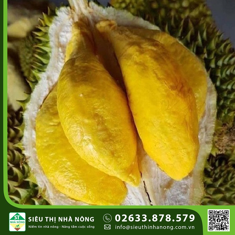 Ssầu riêng Malaysia 