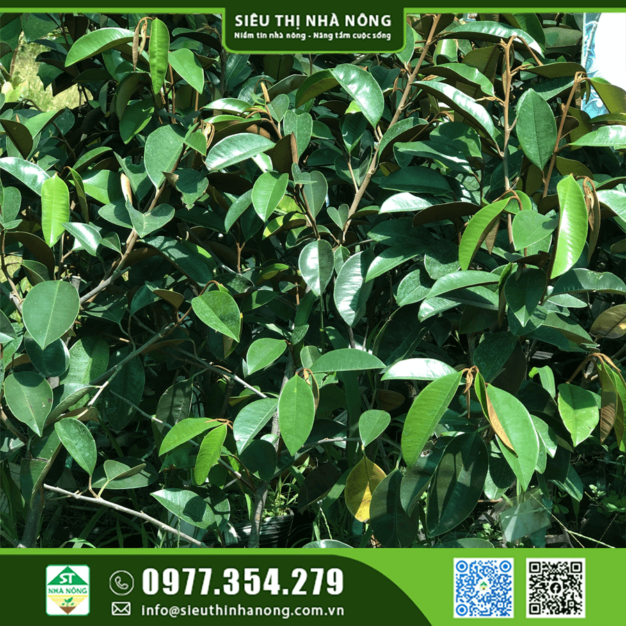 Cây giống vú sữa bơ hồng - Siêu Thị Nhà Nông