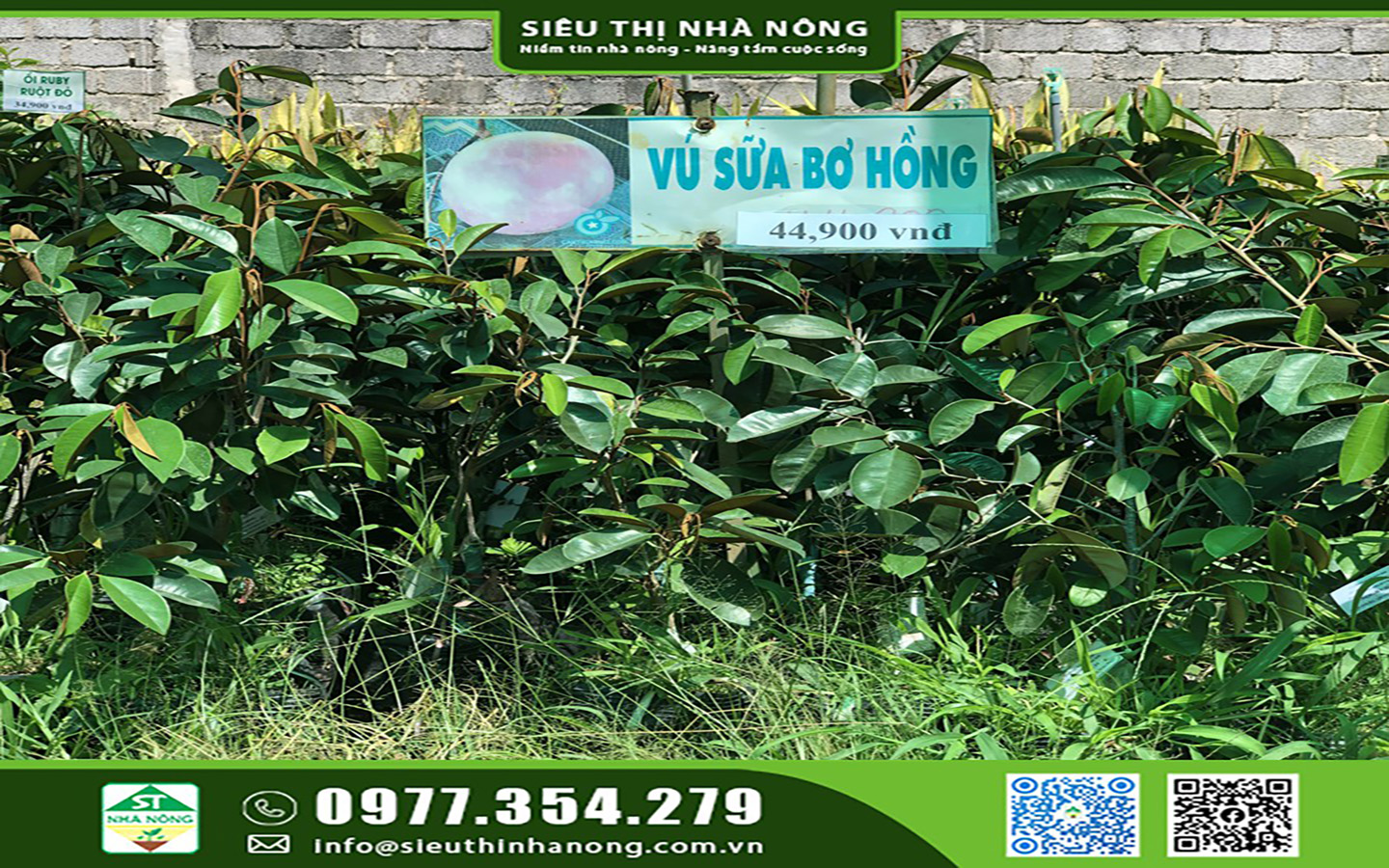 Cây giống vú sữa bơ hồng - Siêu Thị Nhà Nông