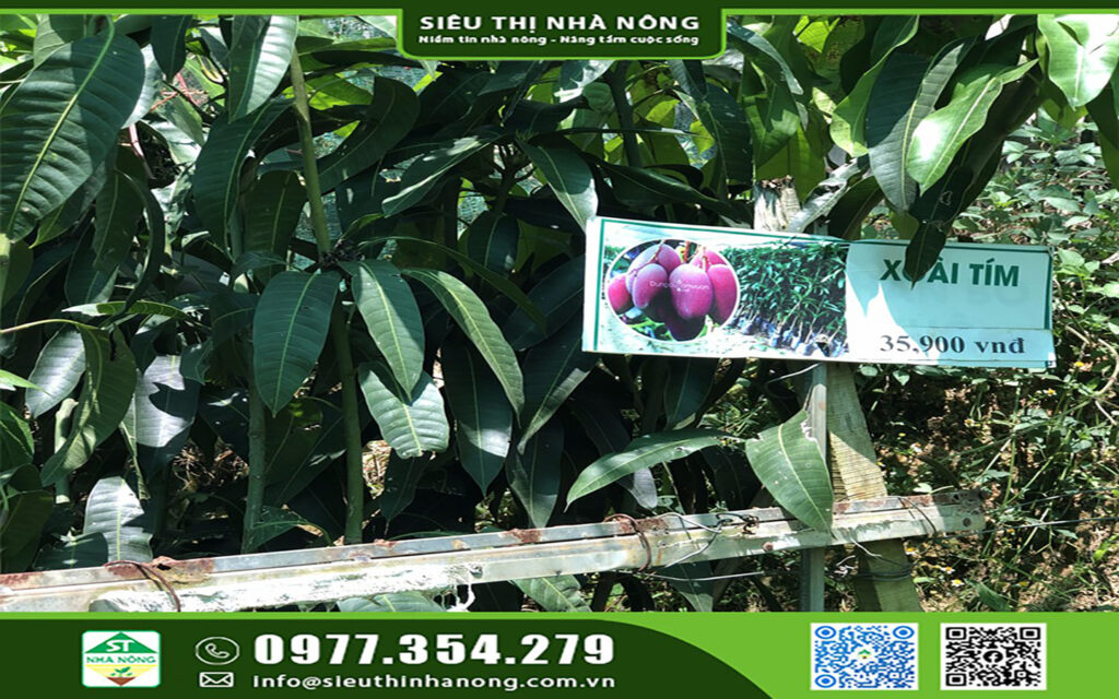 KỸ THUẬT TRỒNG VÀ CHĂM SÓC CÂY XOÀI TÍM TẠI ĐẮK NÔNG