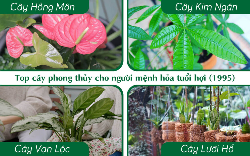 TOP CÂY PHONG THUỶ CHO NGƯỜI MỆNH HOẢ TUỔI HỢI (1995)