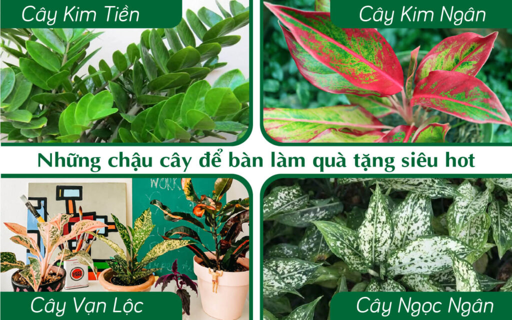 Những Chậu Cây Để Bàn Làm Quà Tặng Siêu Hot