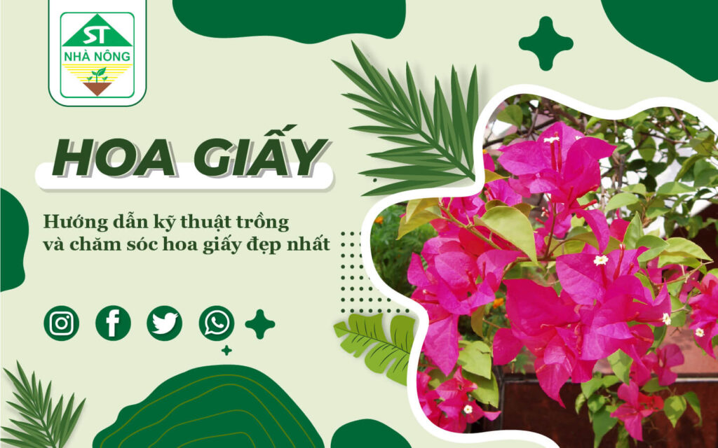Hoa giấy – hướng dẫn kỹ thuật trồng và chăm sóc hoa giấy đẹp nhất