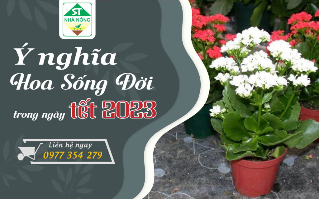 Ý nghĩa tuyệt vời của hoa sống đời cho ngày Tết 2023