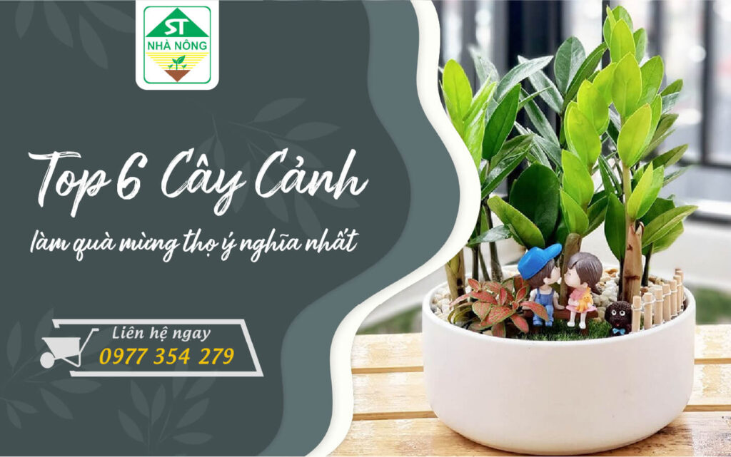 Top 6 cây cảnh làm quà mừng thọ ý nghĩa nhất