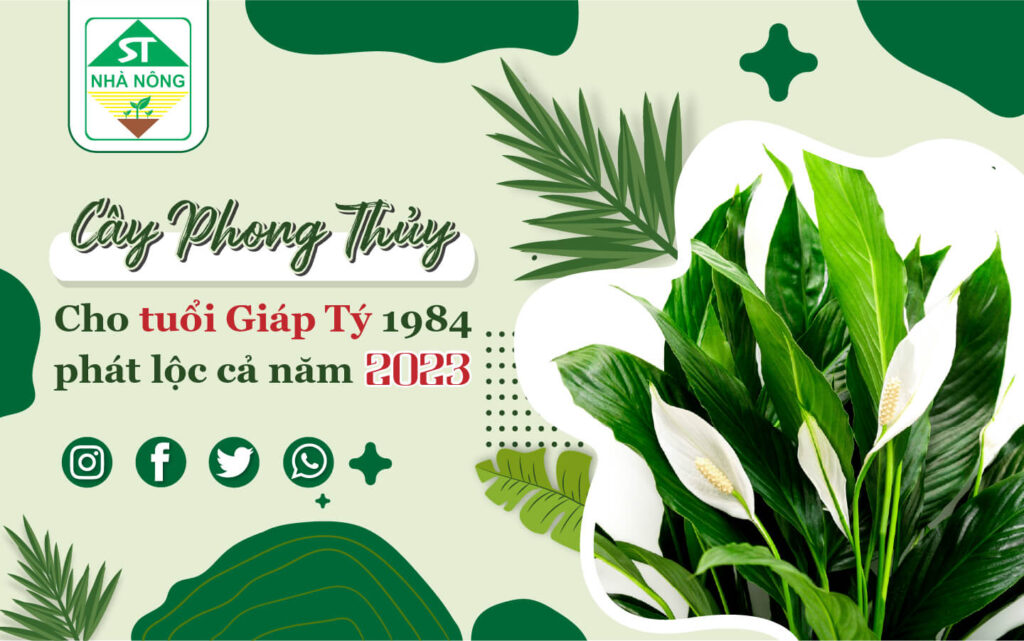 CÂY PHONG THỦY CHO TUỔI GIÁP TÝ 1984: CÂY GÌ HỢP NHẤT 2023?