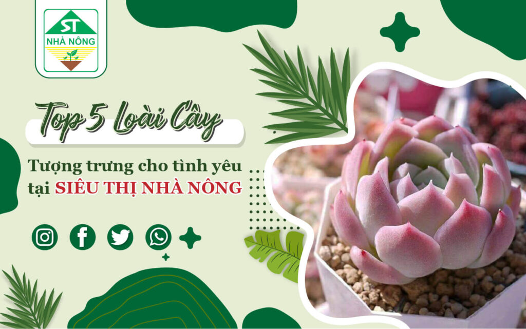 Top 5 loại cây tượng trưng cho tình yêu tại Siêu Thị Nhà Nông