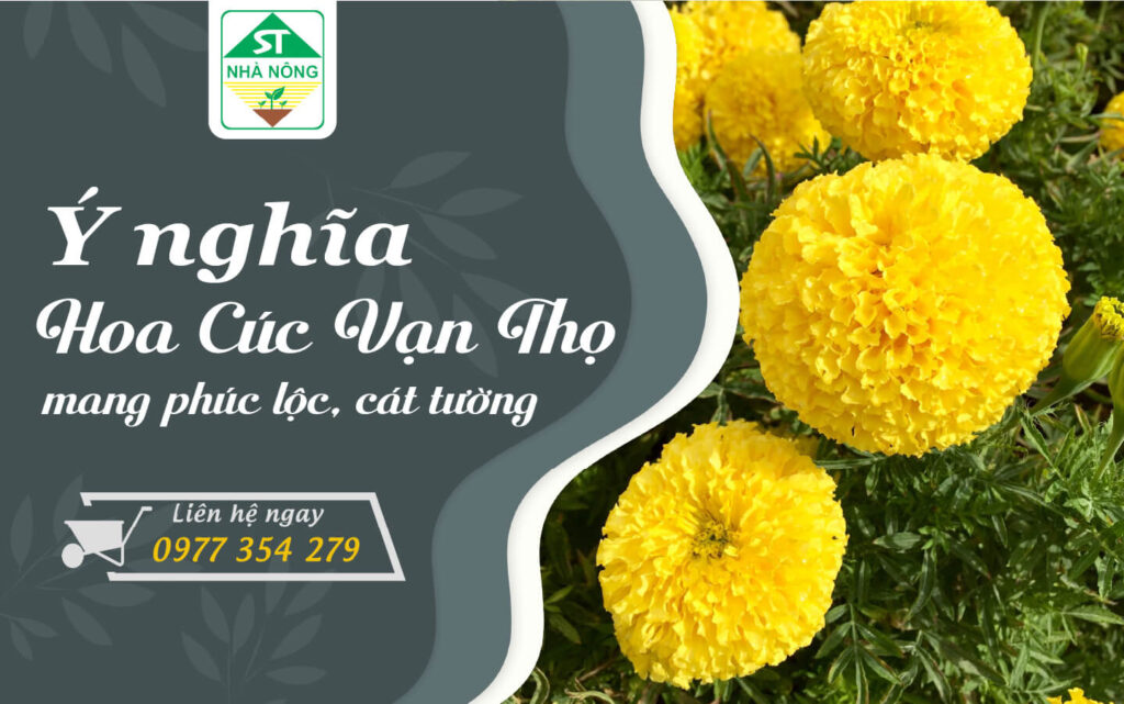 Ý Nghĩa Hoa Cúc Vạn Thọ – Mang Phúc Lộc, Cát Tường
