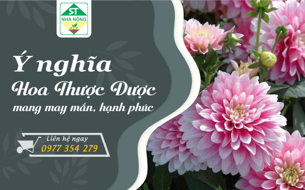 Ý nghĩa hoa thược dược ngày Tết mang may mắn hạnh phúc năm 2023