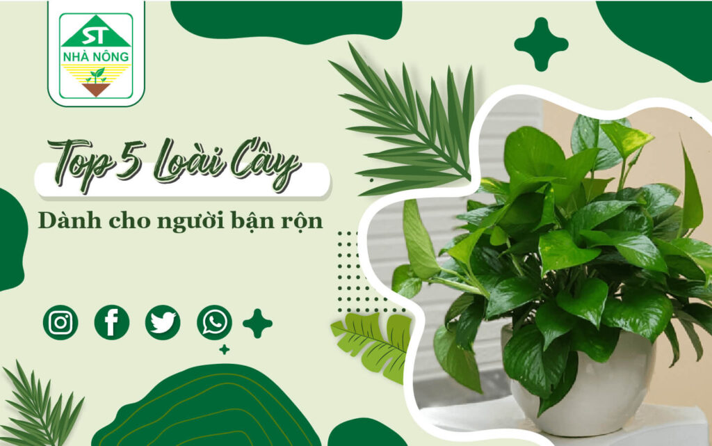 Top 5 loại cây dành cho người bận rộn năm 2023