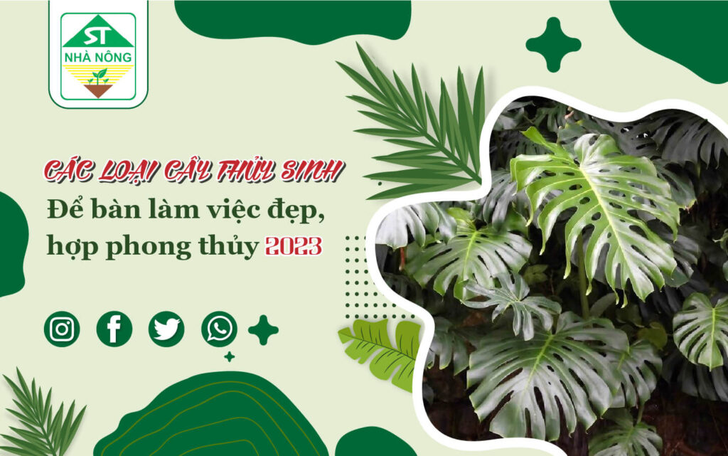 Các loại cây thủy sinh để bàn làm việc đẹp, hợp phong thủy năm 2023
