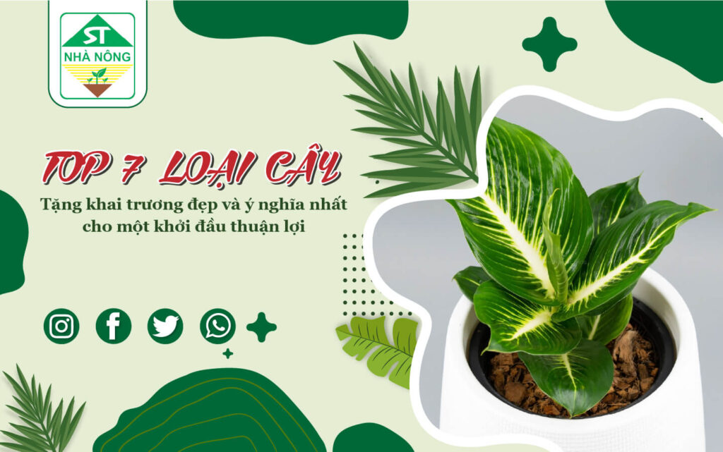 Top 7 cây tặng khai trương đẹp và ý nghĩa nhất cho một khởi đầu thuận lợi