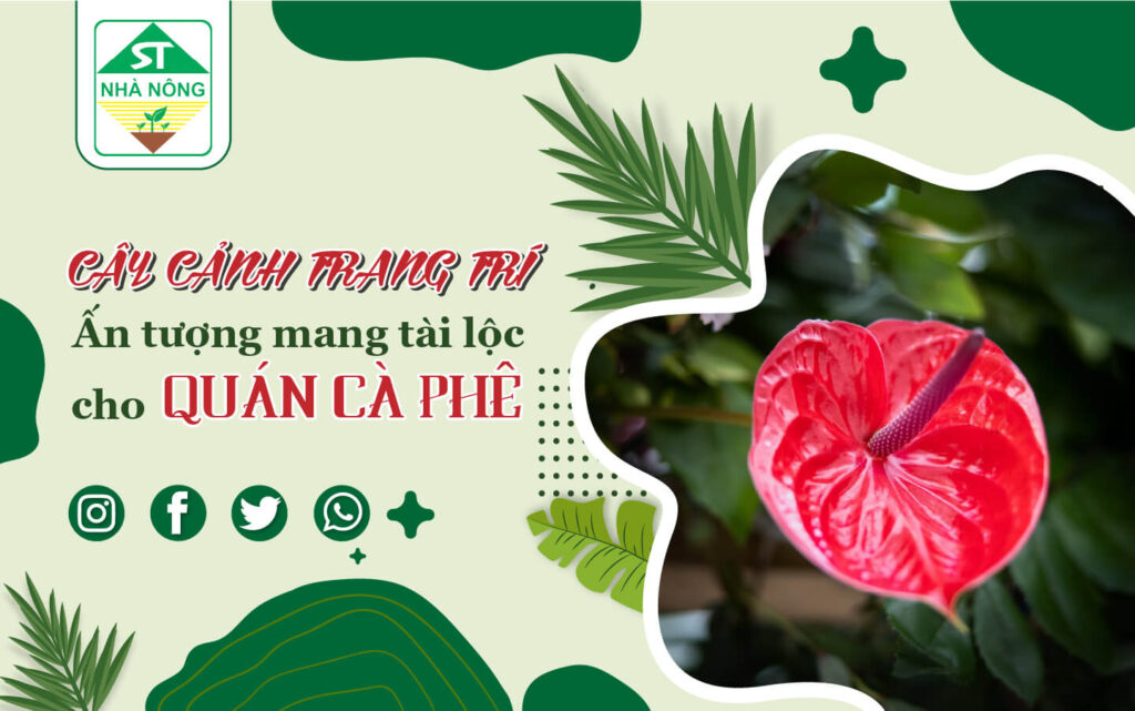 Cây cảnh trang trí ấn tượng mang tài lộc cho quán cafe