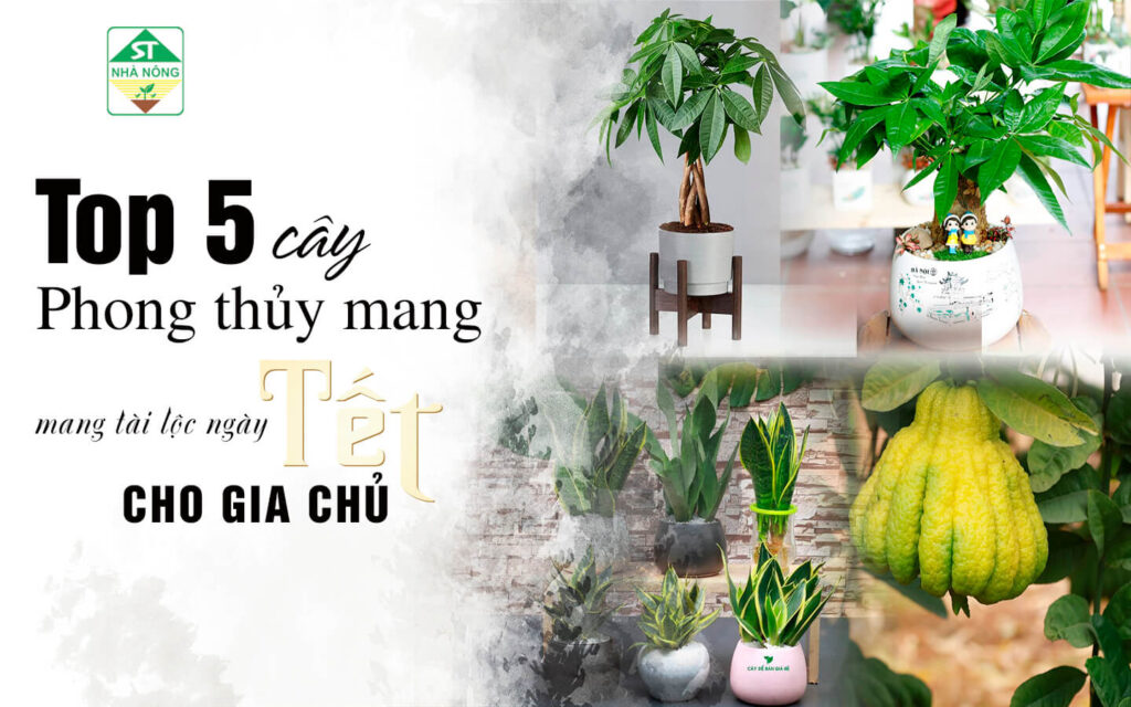 Top 5 loại cây phong thủy mang tài lộc ngày Tết cho gia chủ