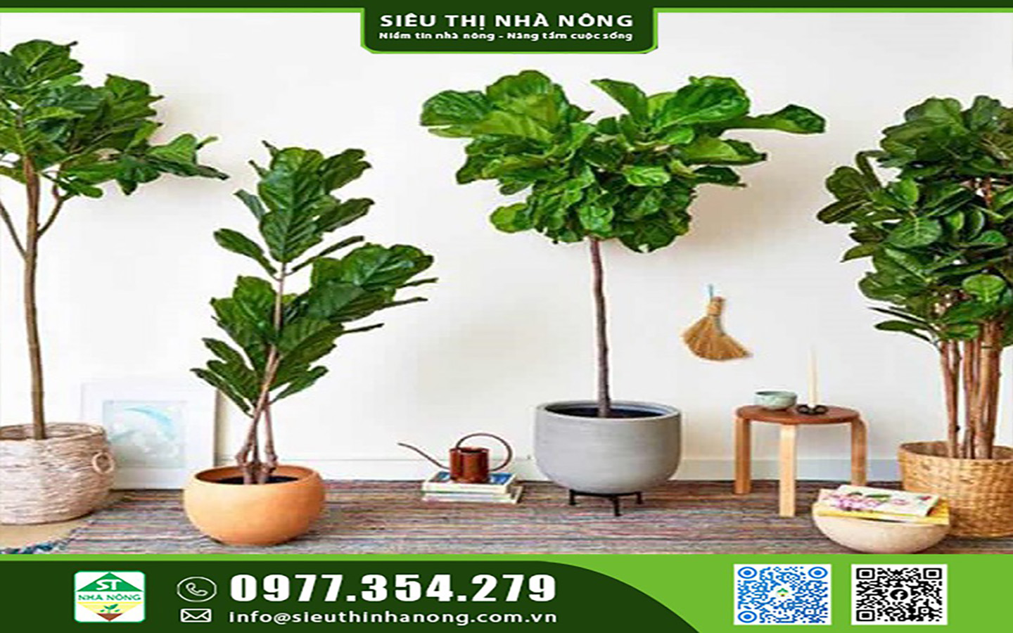 Cây Bàng Singapore