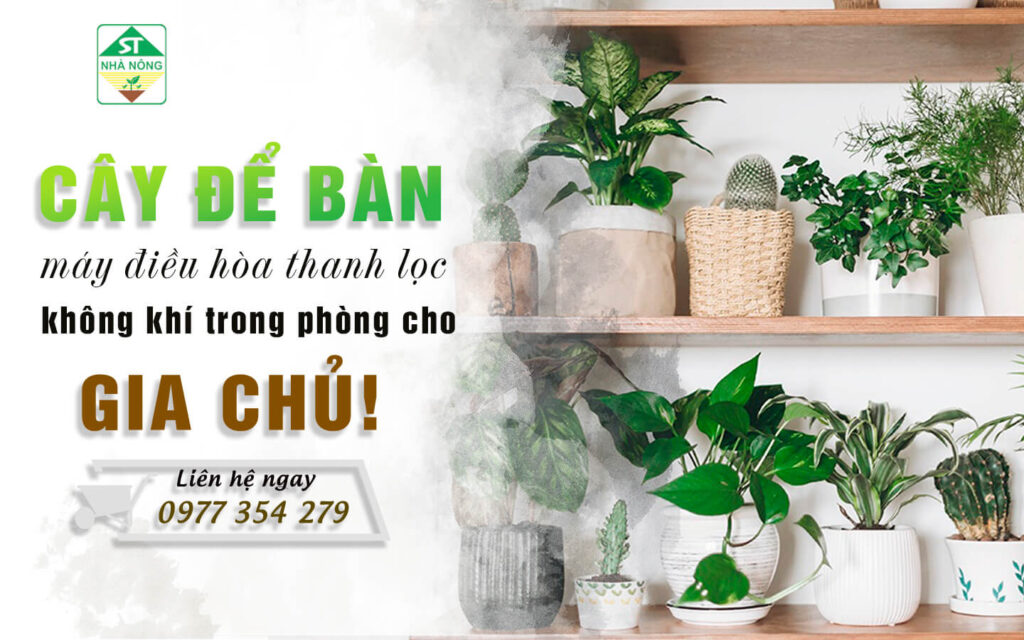 Cây để bàn – máy điều hòa thanh lọc không khí trong phòng cho gia chủ
