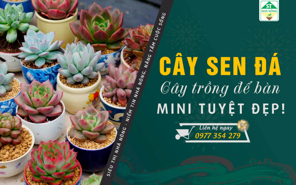 Cây sen đá – Cây trồng để bàn mini tuyệt đẹp