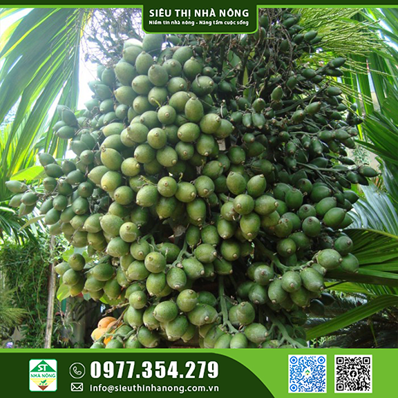 Cây Cau Ăn Trầu giống – Cây ăn quả ý nghĩa