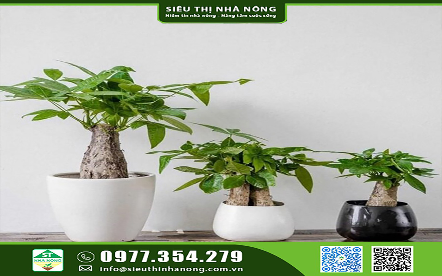 Cây Kim Ngân hợp với người mệnh Mộc