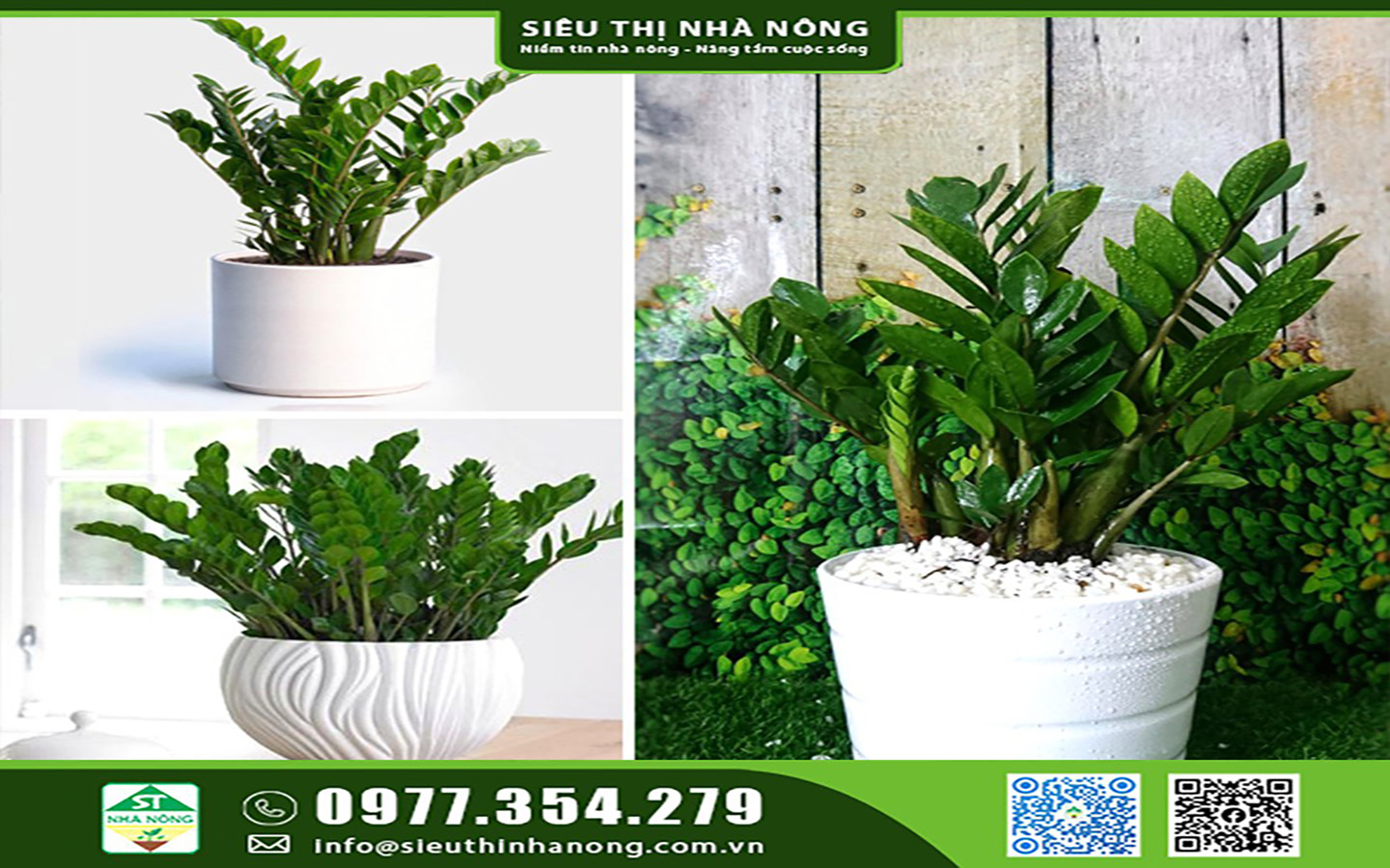 Cây Kim Tiền: Ý nghĩa, Cách trồng và Chăm sóc