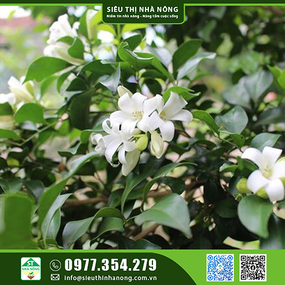 Cây Nguyệt Quế trồng trong nhà hợp phong thủy mang lại tài lộc cho gia chủ