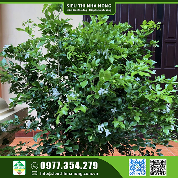 Cây Nguyệt Quế trồng trong nhà hợp phong thủy mang lại tài lộc cho gia chủ