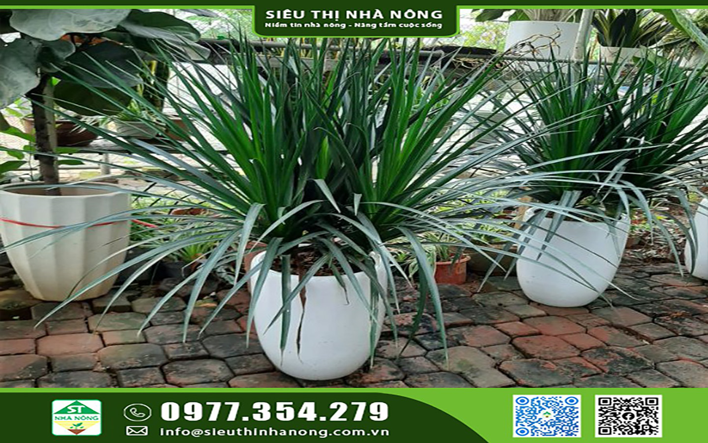 Cây Phát tài núi