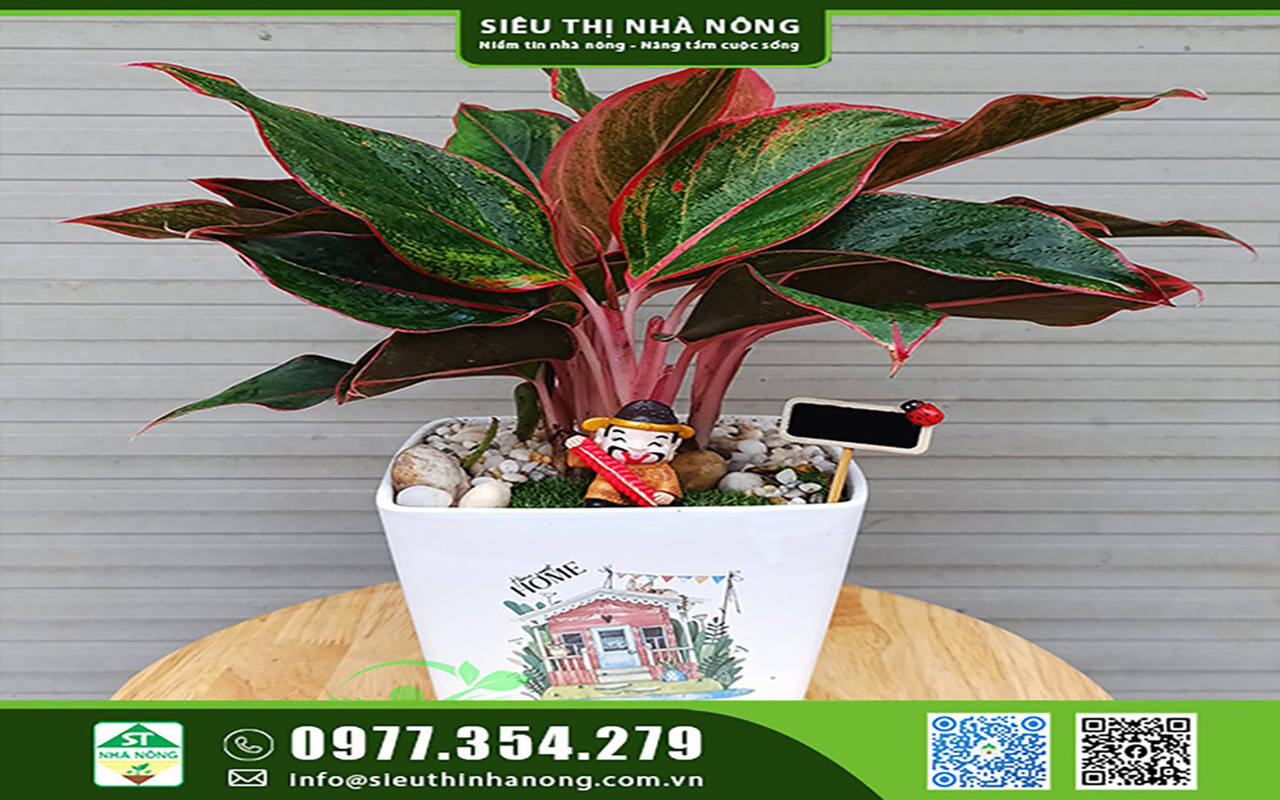 Cây phú quý để bàn