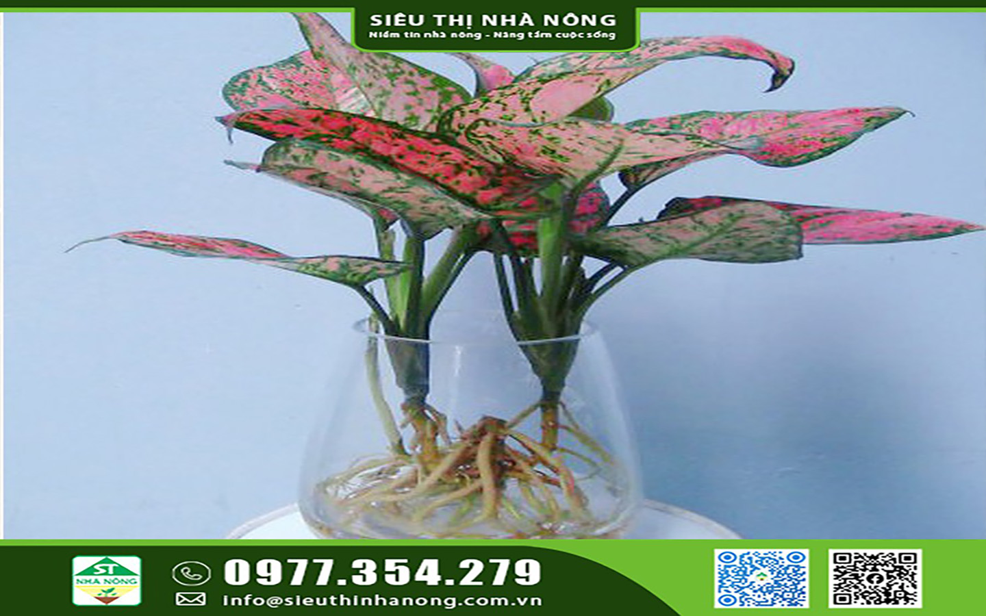 Cây thủy sinh vạn lộc