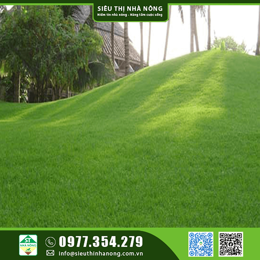 Cách trồng và chăm sóc cỏ nhung nhật tại Lâm Đồng