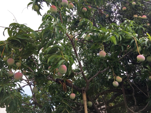 Cung cấp cây giống xoài Úc tại Siêu Thị Nhà Nông