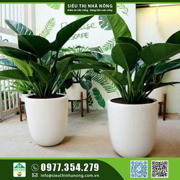 Cây Trầu Bà Đế Vương Xanh