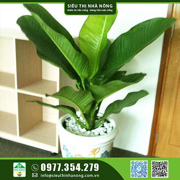 Cây đại phú gia có ý nghĩa gì và cách trồng, chăm sóc tốt nhất