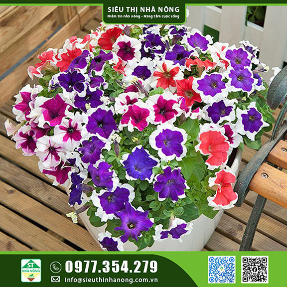 Hoa dạ yến thảo