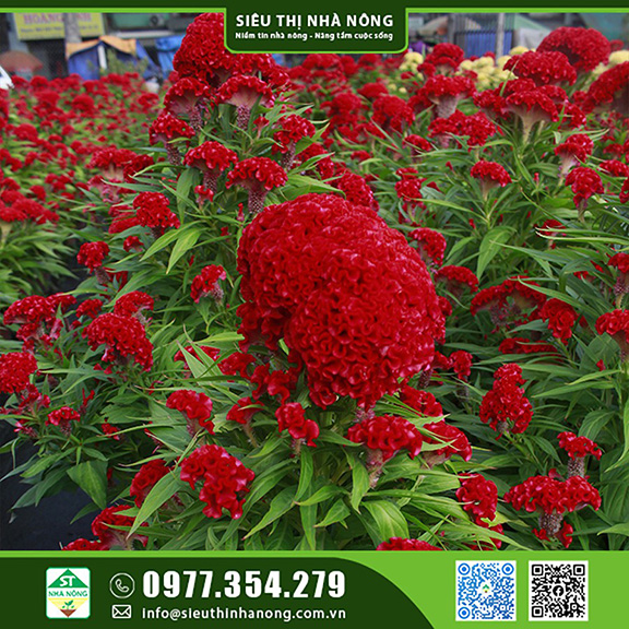 Hoa mào gà nở khoe sắc hoa rực rỡ đem lại nhiều may mắn