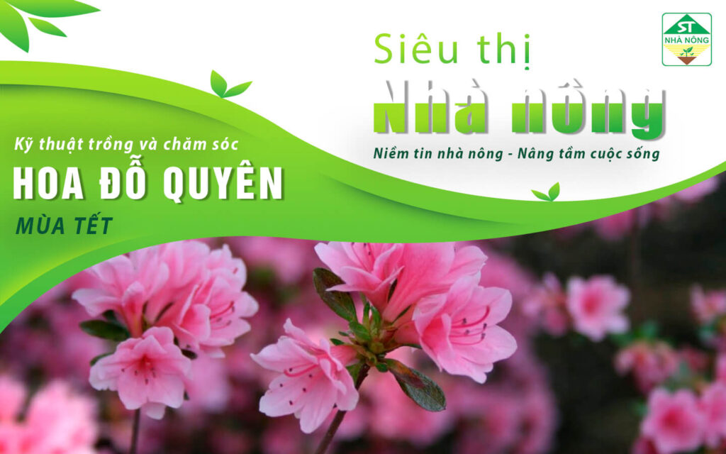Kỹ thuật trồng và chăm sóc hoa đỗ quyên mùa Tết