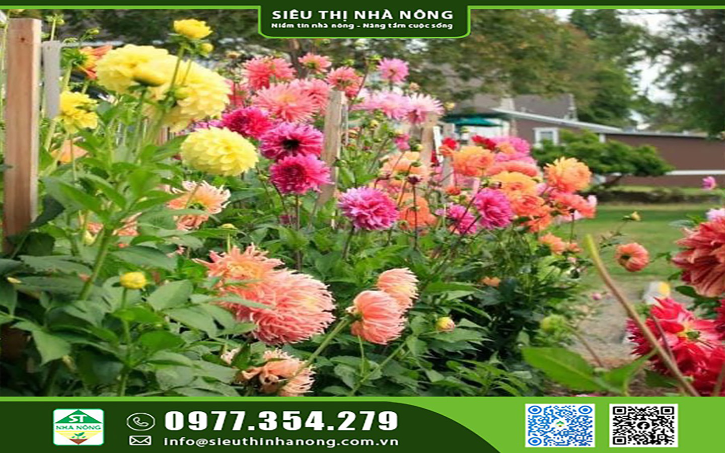Ý nghĩa hoa thược dược ngày Tết mang may mắn hạnh phúc năm 2023
