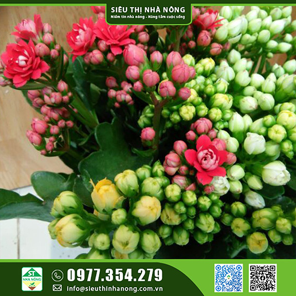 Cây Sống Đời hợp với mệnh Hỏa