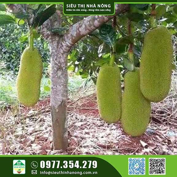 mít quả dài