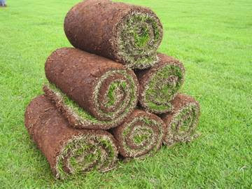 Cách trồng và chăm sóc cỏ nhung nhật tại Lâm Đồng