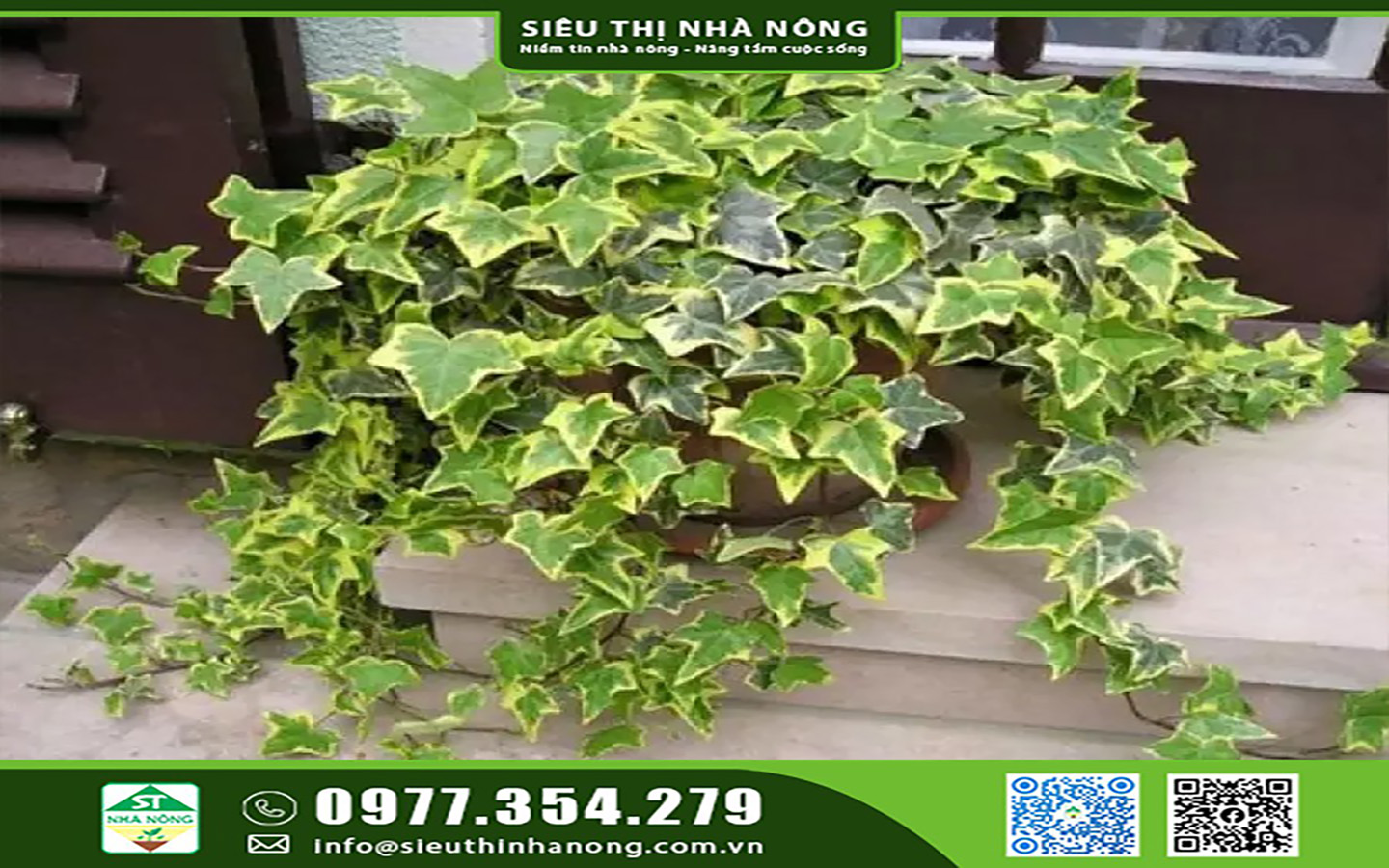 Cây thường xuân