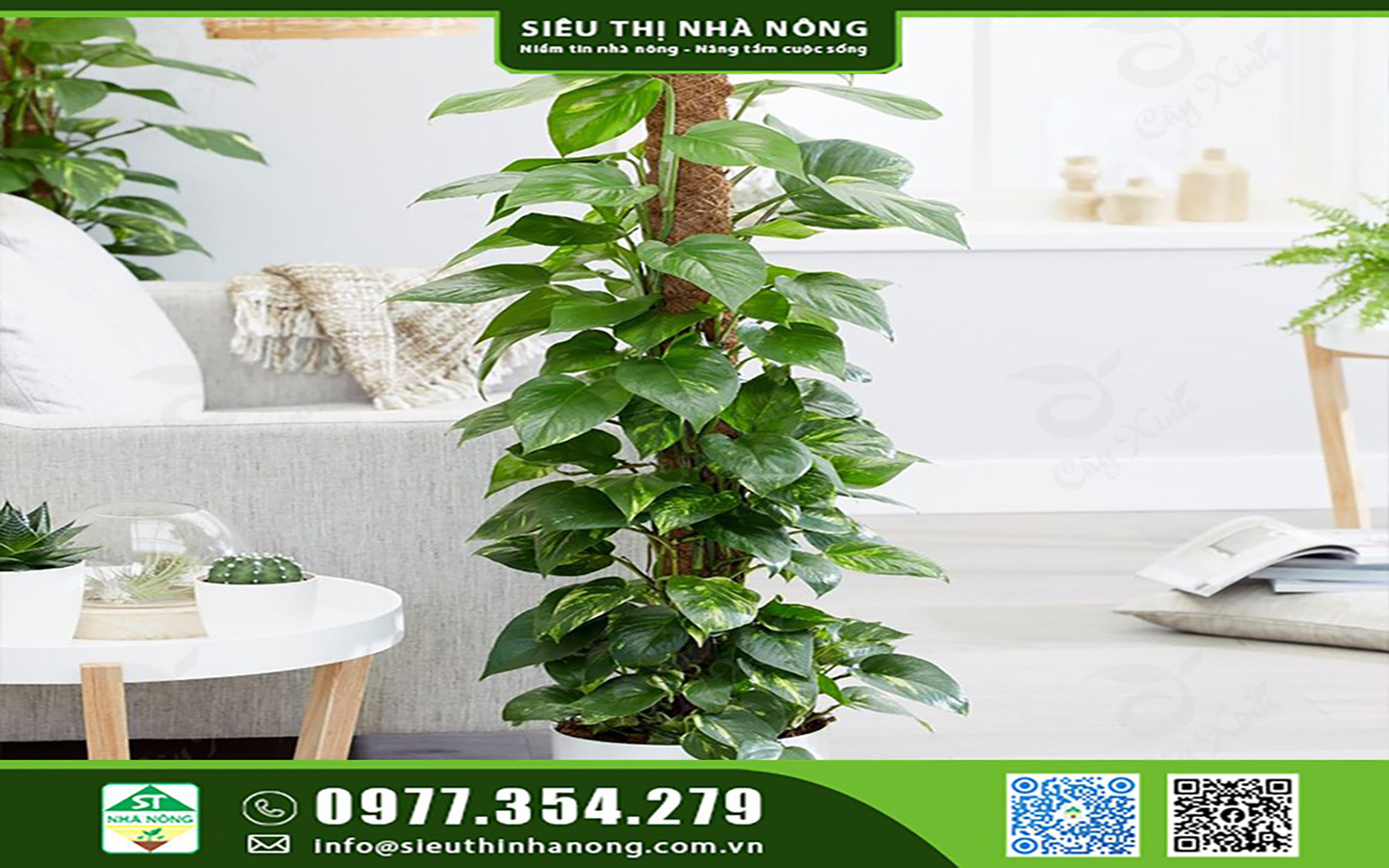 Cây Trầu bà leo cột