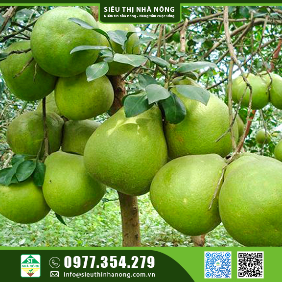 Cây giống Bưởi Da Xanh - Cây ghép, Cây chiết