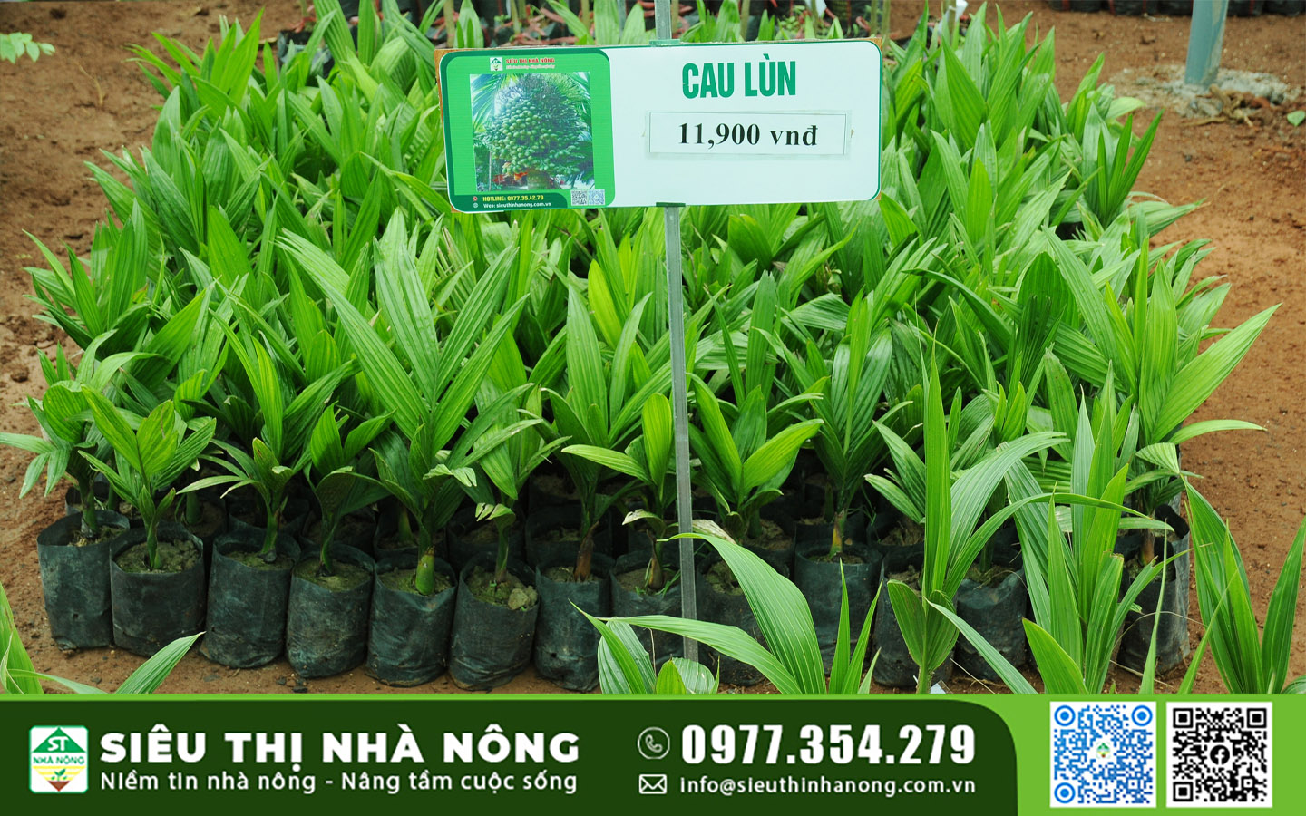 Giống Cây cau ăn trầu cho năng suất cao tại Siêu Thị Nhà Nông